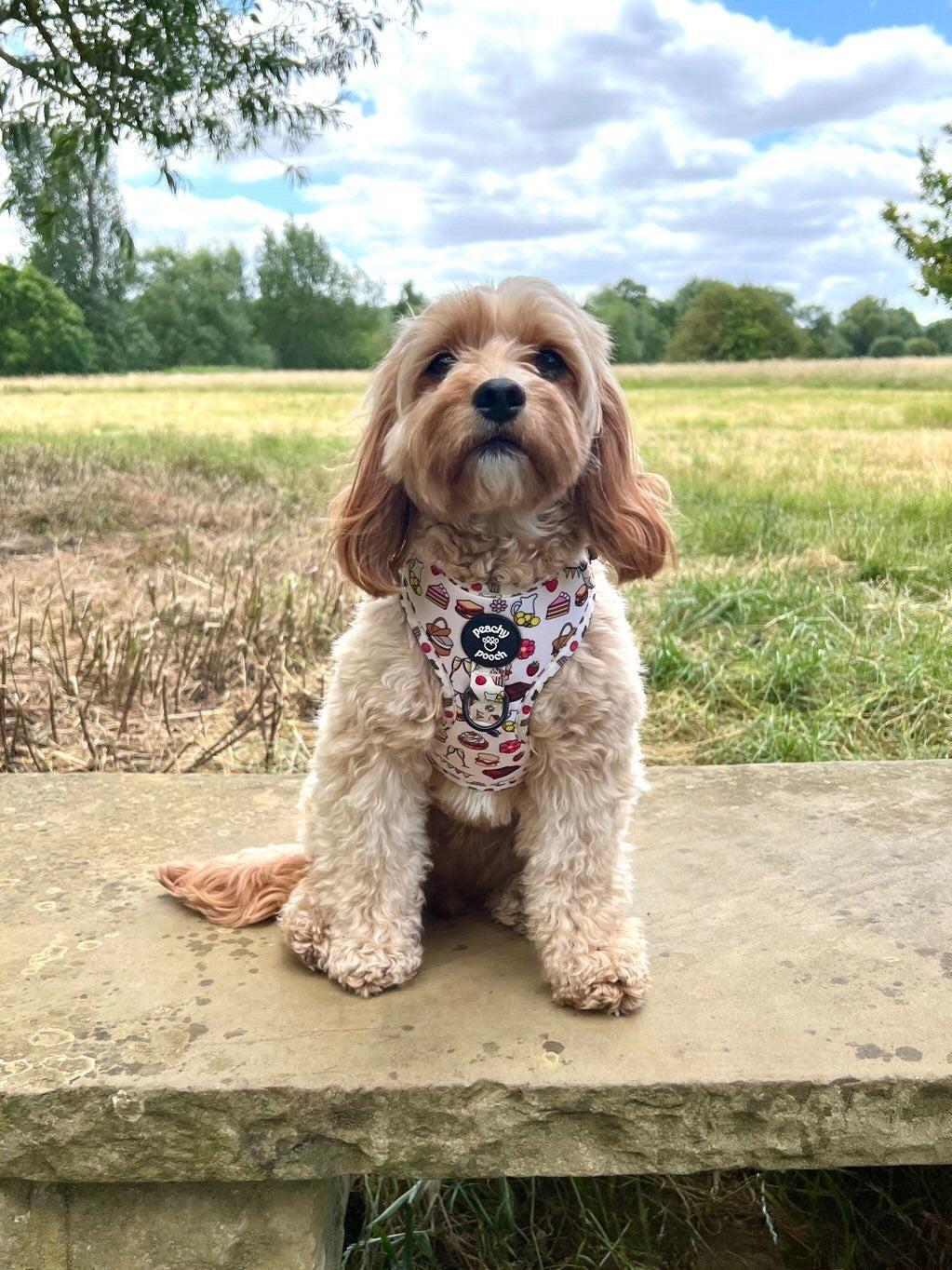 Peachy Pooches Picnic Harness