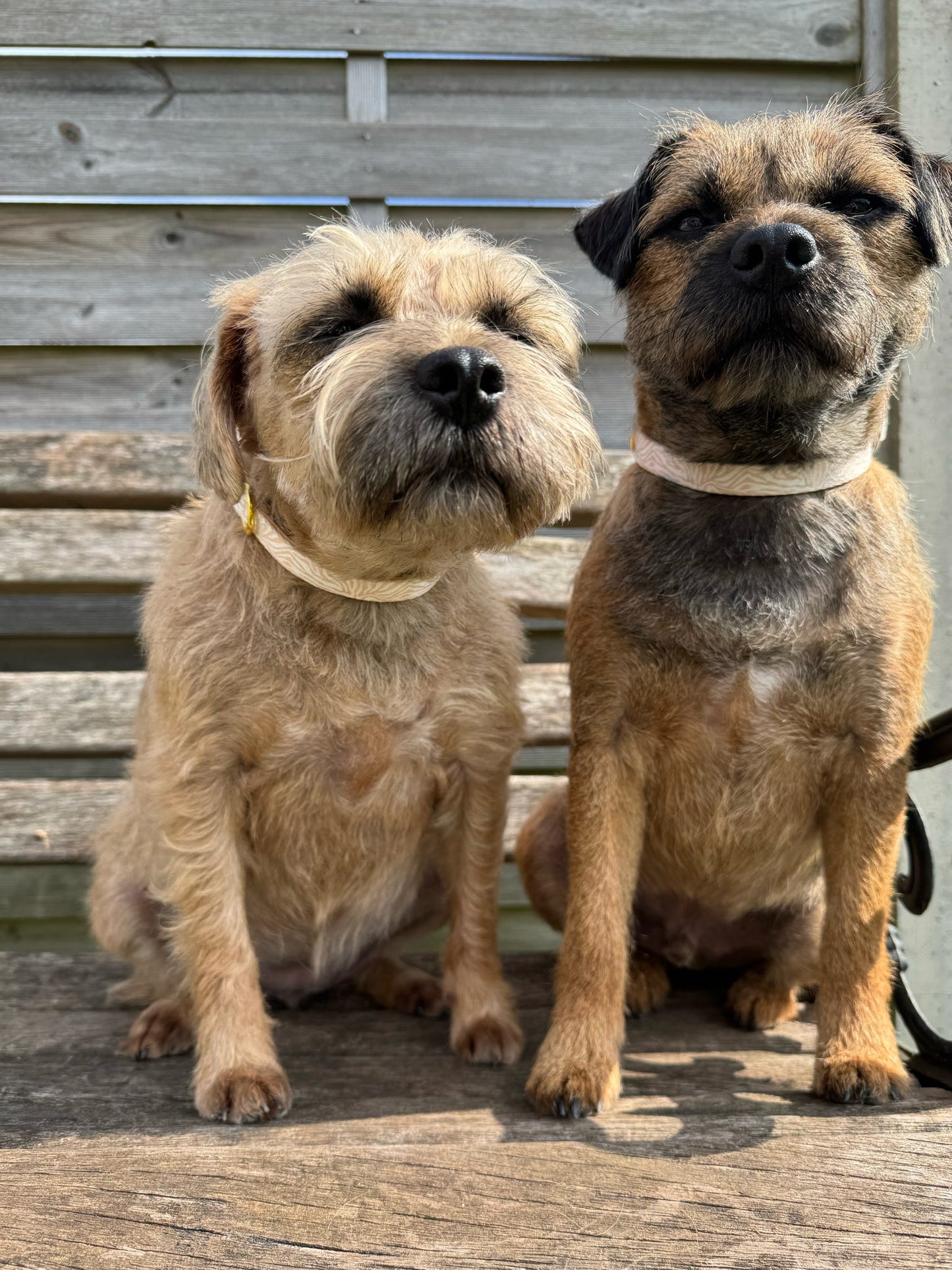 Savannah Stripes Collar