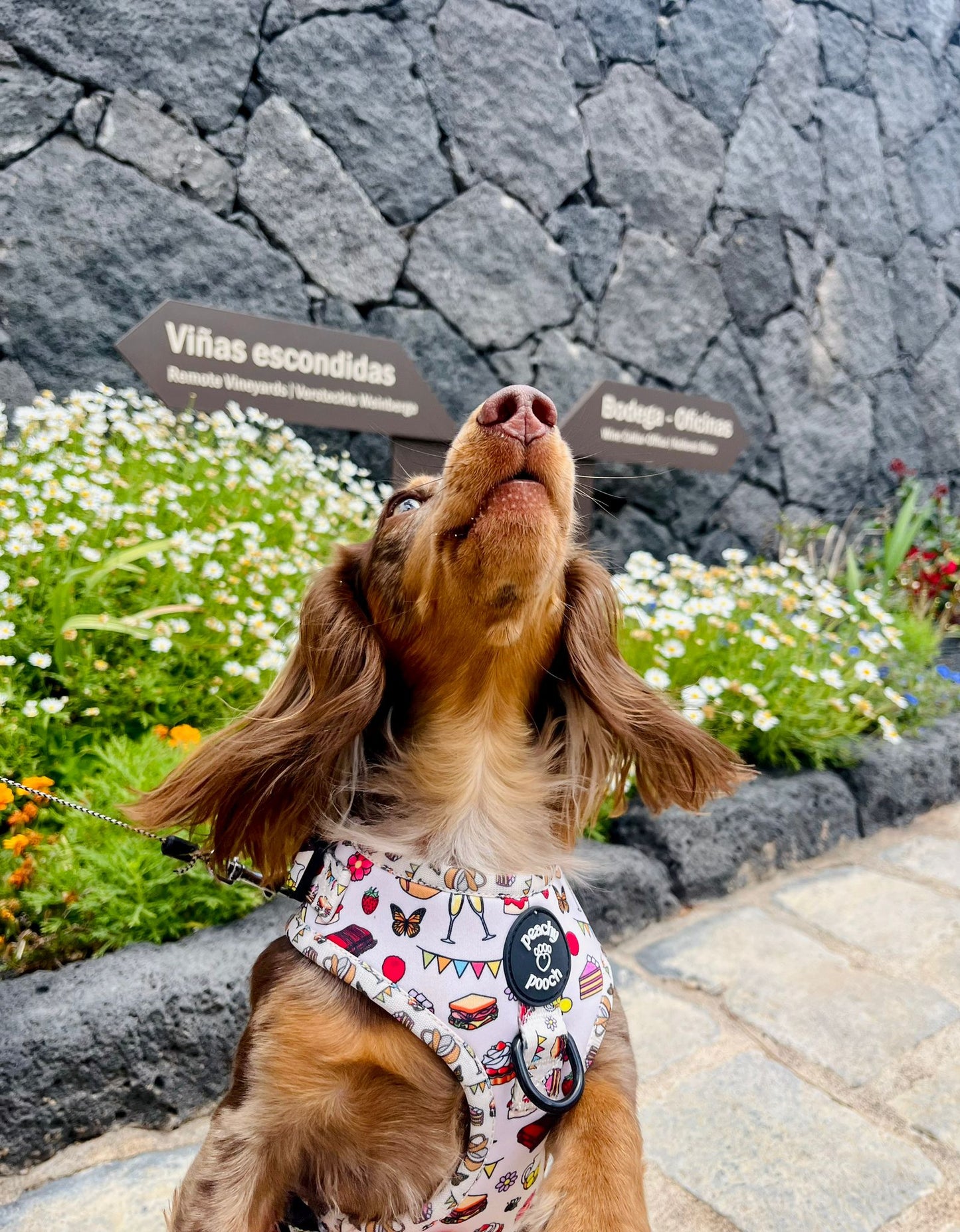 Peachy Pooches Picnic Harness