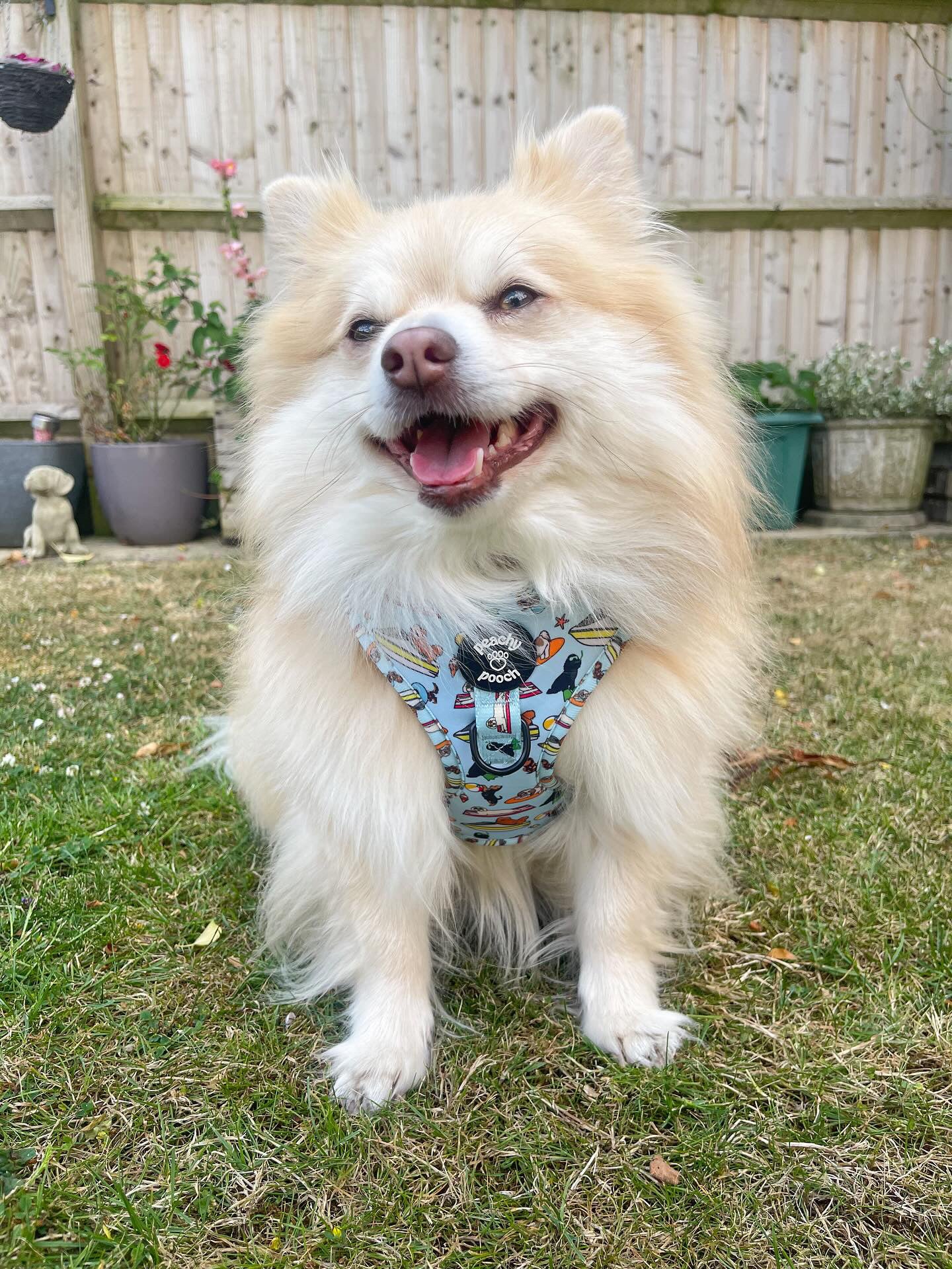 Paws On The Shore Harness