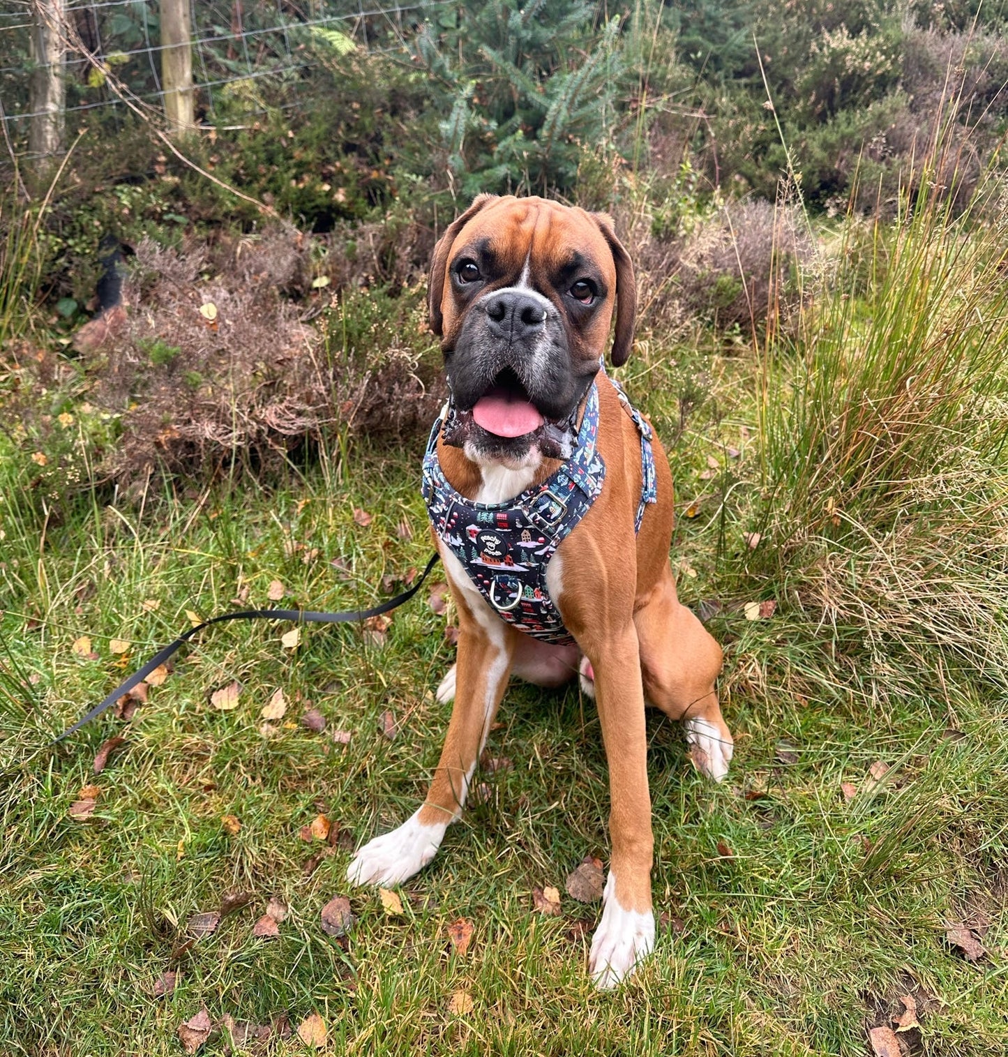 Alpine Village Expedition Paws Harness