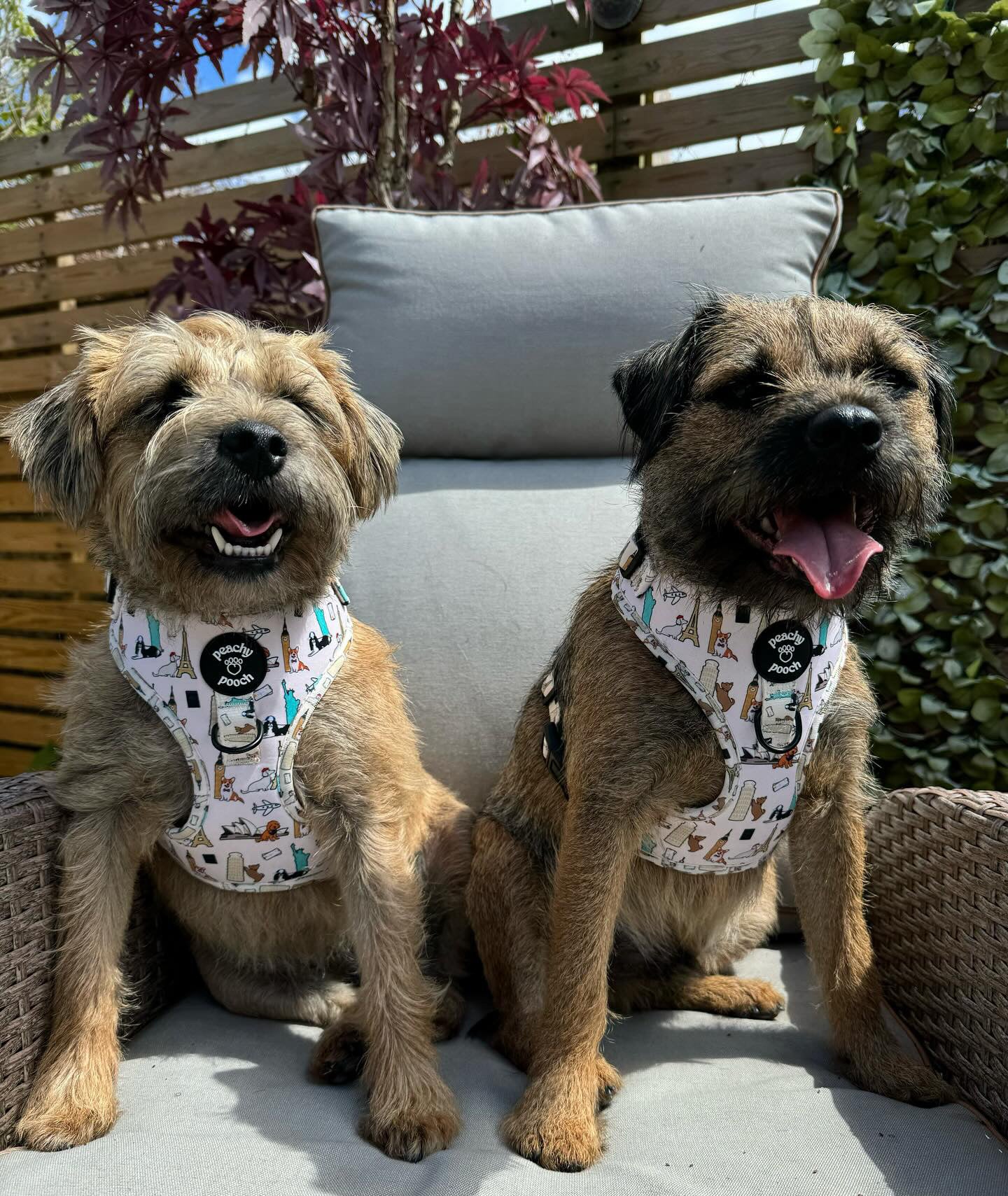 Paws Around The World Harness