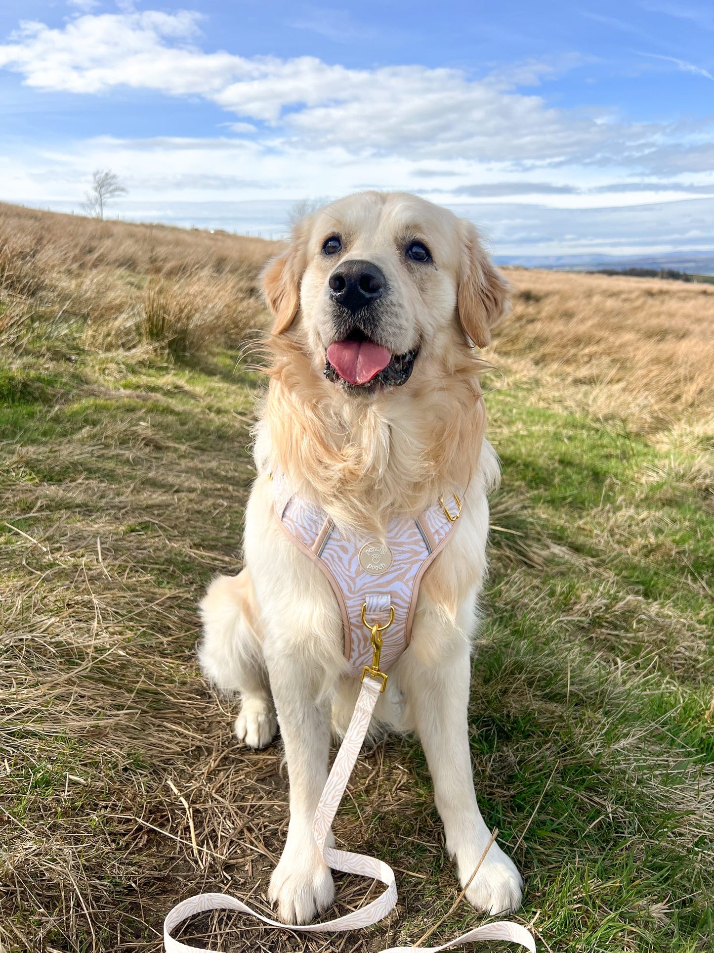 Savannah Stripes Expedition Paws Harness