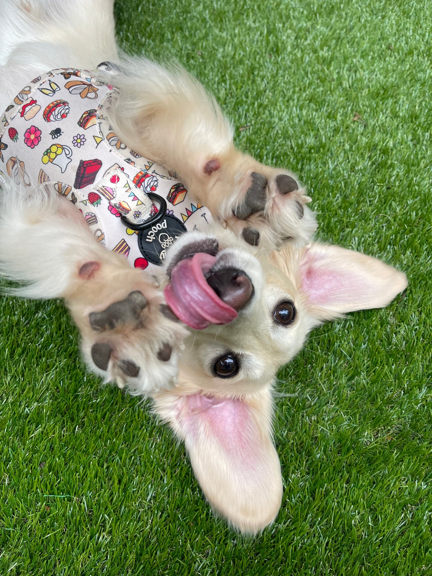 Peachy Pooches Picnic Harness