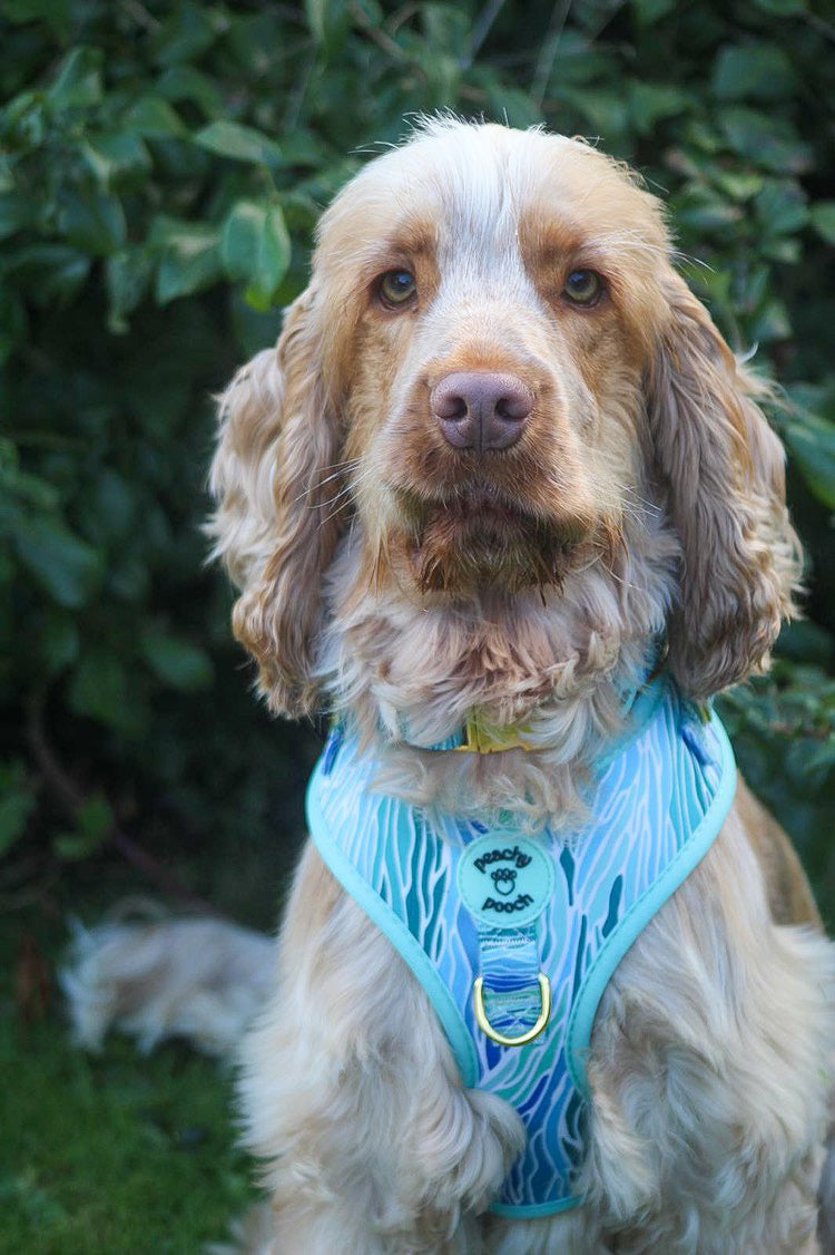 Blue Lagoon Harness